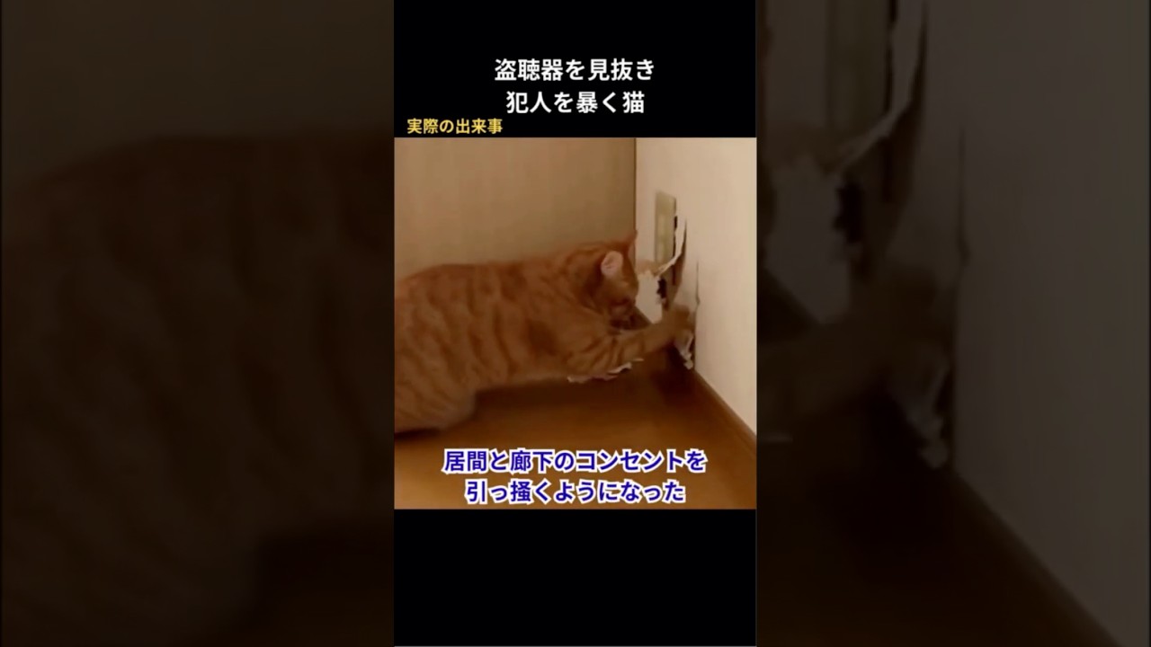 盗聴器を見抜き犯人を暴く猫 #保護猫 #猫動画 #感動 #猫