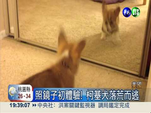 照鏡子初體驗! 柯基犬落荒而逃