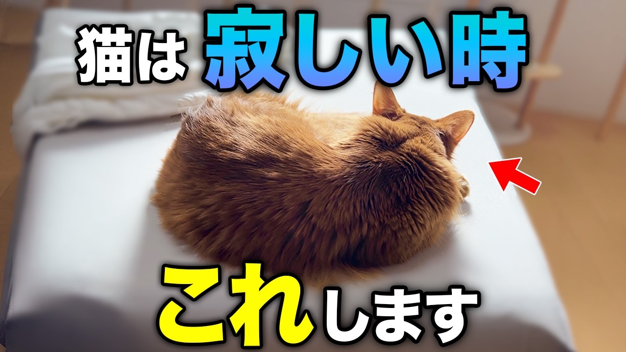 【完全版】猫が本当に寂しい時に見せる行動や本音15選
