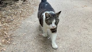 喉鳴らして力強く甘えてくれる人懐っこくてかわいい猫ちゃん