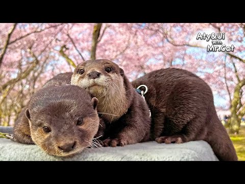 A Maiden Otter Enjoying Cherry Blossom and a Ninja Otter in Training [Otter Life Day 913]