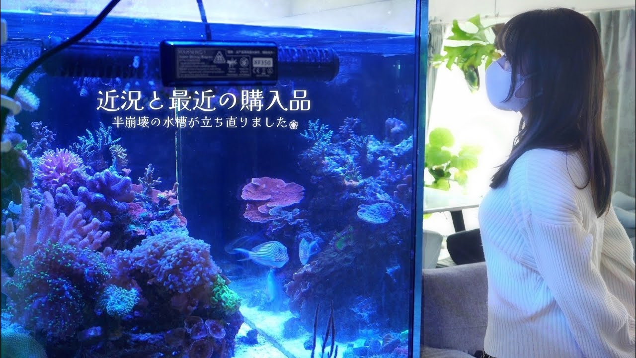 近況と購入品。半崩壊の120cm水槽が立ち直りました❀海水魚水槽 アクアリウム Marine aquarium.