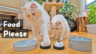 How to Train your Cat to Ring a Bell | The Cat Butler