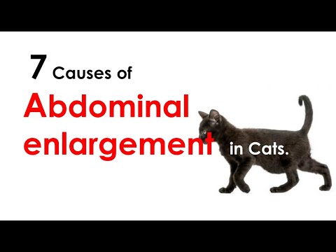 7 Causes of Abdominal enlargement in Cats