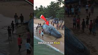 Download lagu Whale stranded in Pacitan, East Java ‼️😱#shorts #latestnews mp3 Download lagu Whale stranded in Pacitan, East Java ‼️😱#shorts #latestnews mp3