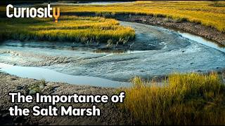 CuriosityStream Discover NYC’s Hidden Wild Side | My Wild Backyard