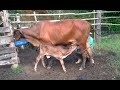 Tirando Leite Das Vacas Manual No Curral Pela Manha Agora é A Vez Vaca Branca E Da Preta Chifruda