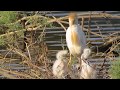 Cute Cyprus WATER BIRD BABIES Feeding Glossy Ibis Cattle Egret Squacco Heron Night Heron