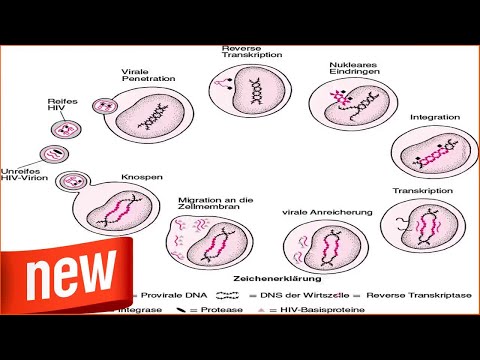 Geheimnis |  äuglinge tragen Gene gegen HIV