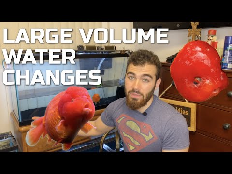 LARGE VOLUME WATER CHANGES - Why You Should do Them on Goldfish Tanks