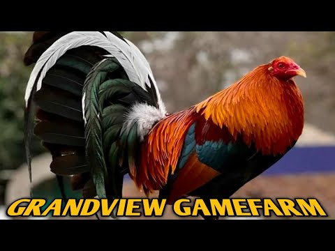 Sweater Asil Yellow leg hatch - GRANDVIEW FARM