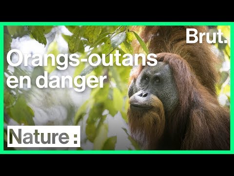 femelle orang outan prostituée