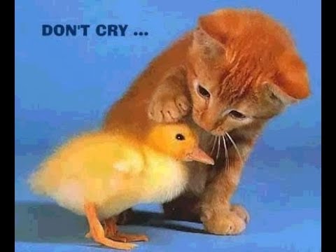 Don't Cry Polka - Frank Kucera