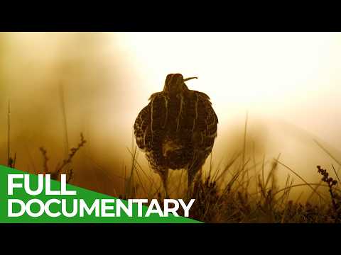 The Moor A Wild World of Hidden Wonders