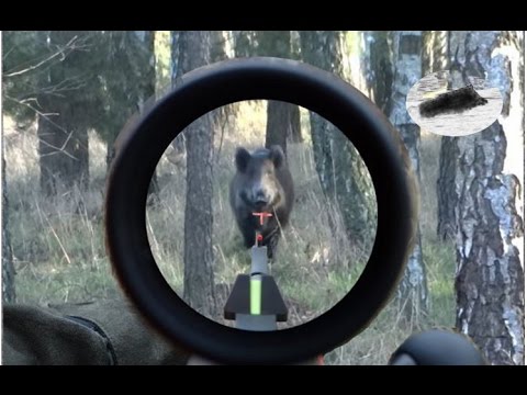 Best moments December 2015 TRAILER - driven hunt compilation - Beste Momente auf Drückjagd