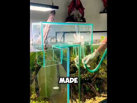 Genius Fish Tank Bridge! 🤯🐟