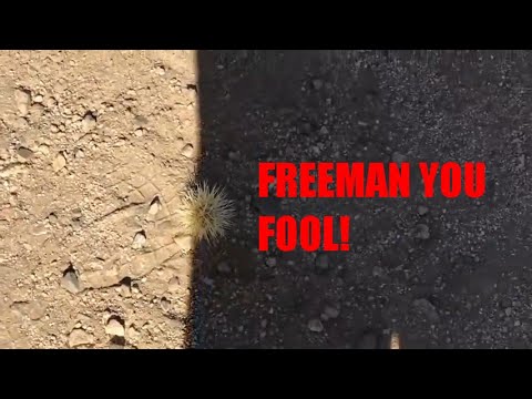 FREEMAN YOU FOOL! (HALF LIFE SFX)