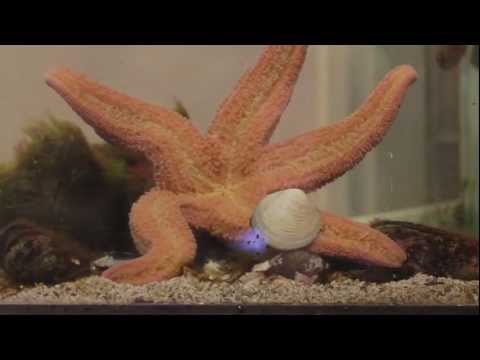Star Fish Eating Clam