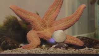 Star Fish Eating Clam