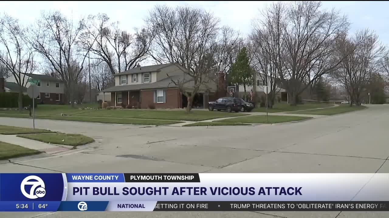 Pit bull sought after vicious attack on jogger in Plymouth Township, Cane Corso dead