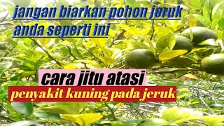Download lagu cara jitu | atasi penyakit kuning pada jeruk | segera lakukan sebelum terlambat mp3