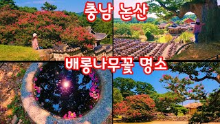 논산 배롱나무꽃 명소 - 연산향교. 세계유산 돈암서원. 명재고택. 종학당