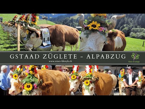 Gstaad Züglete - Alpabzug Gstaad - Berner Oberland - Schweiz - reisen-lifestyle.ch