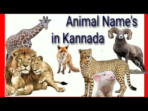 Animals in Kannada | Animals name sound in Kannada