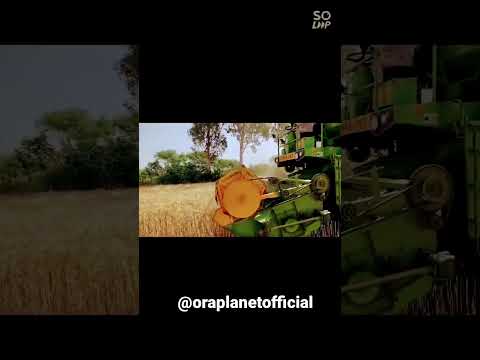 Pure Bansi Gold Wheat.  100% Natural.              100% Chemical Free  in ORAPLANET ORGANIC FARM ☘️