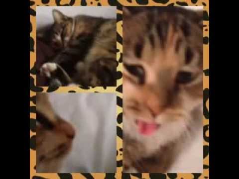 Mili, the cat - PART 1