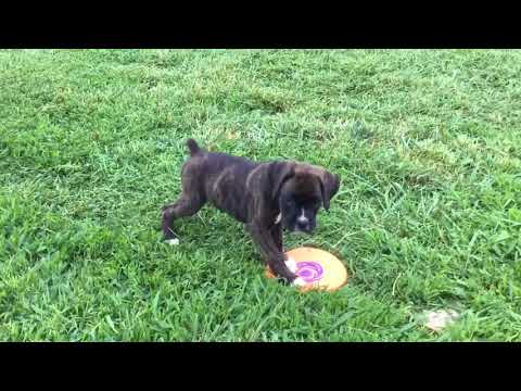 Cece playing fresbee