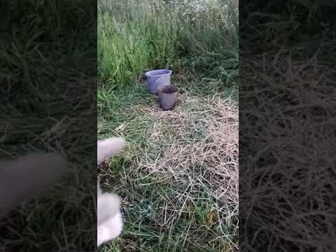 Посадка фундука. Шоколадного.