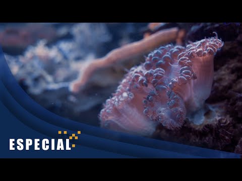 Crean bloqueador solar amigable con el ambiente - Gaceta UNAM