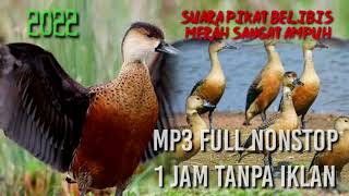 Download lagu Terbaru pikat ampuh belibis kembang 1 jam full joss... mp3 Download lagu Terbaru pikat ampuh belibis kembang 1 jam full joss... mp3