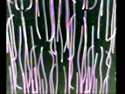 Mrekullit e Trurit Nuhatjes dhe Shijimit [ Dokumentar Shqip ]