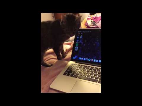 my cat rubs her face on my laptop at 4pm in december