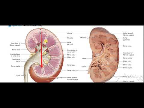 Kidneys sections