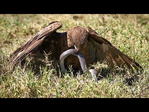 15 Atemberaubende Jagdmomente Von Vögeln Mit Der Kamera Festgehalten
