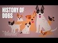 The Origin Of Dogs