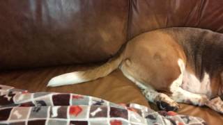 Bedtime for Basset Boys