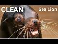 CLEAN Sea Lion Rap Yuno Miles