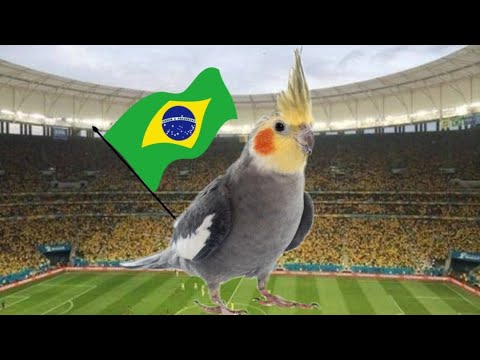 TREINAMENTO DE CALOPSITA-ASSOBIO DO HINO NACIONAL