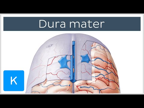 Dura mater - Function, Location & Layers - Neuroanatomy | Kenhub