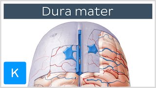 Download lagu Dura mater - Function, Location & Layers - Neuroanatomy | Kenhub mp3
