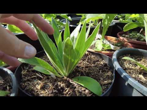 Exoten im Garten 🍍🌴 | Wildprets Natternkopf jetzt im 5 Liter Container | Gartenschlau.com 🌻