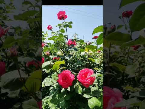 beautiful roses 🌹