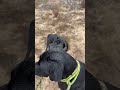 Coyotes baiting BigDog😬 #shortsvideo #shorts #hiking #happy #dog #nature #wildlife #coyotes #puppy