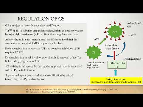 Nitrogen Fixation Part 3 – Assimilation of Nitrogen