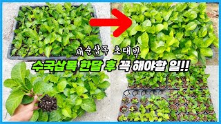 내년 건강하고 큰 수국 꽃을 피우기 위한 수국 삽목 후 관리법!! 수국 가을 새순삽목 초대박 구경하세요!!