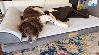 My Springer Spaniels React to Their New Cooling Bed